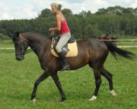 KADRIJA - horse for sale (Latvia horses)